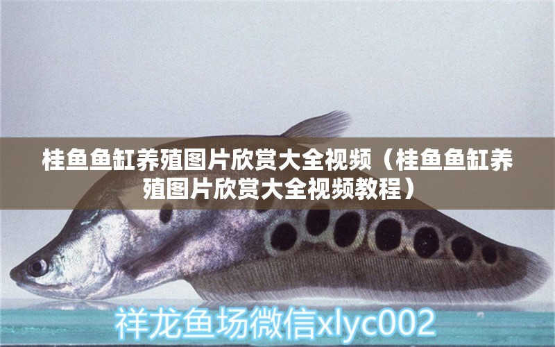 桂魚(yú)魚(yú)缸養(yǎng)殖圖片欣賞大全視頻（桂魚(yú)魚(yú)缸養(yǎng)殖圖片欣賞大全視頻教程）