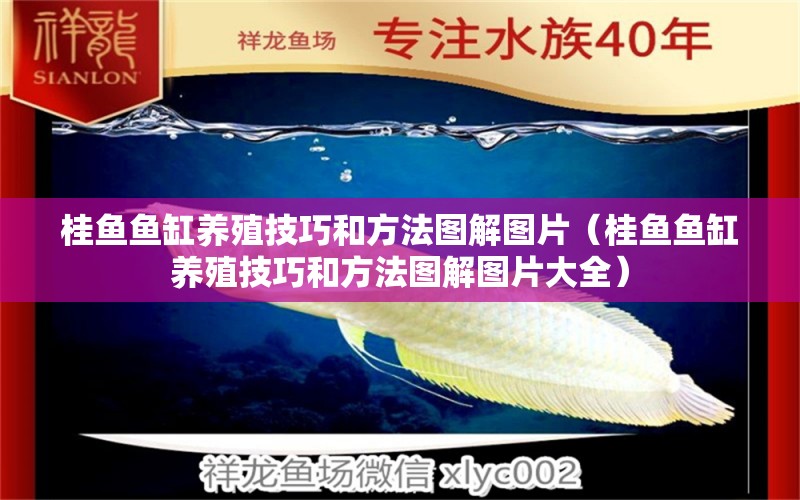 桂魚魚缸養(yǎng)殖技巧和方法圖解圖片（桂魚魚缸養(yǎng)殖技巧和方法圖解圖片大全）