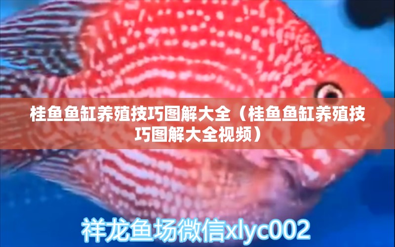 桂魚(yú)魚(yú)缸養(yǎng)殖技巧圖解大全（桂魚(yú)魚(yú)缸養(yǎng)殖技巧圖解大全視頻）