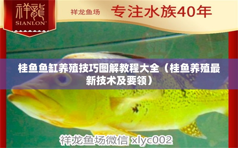 桂魚魚缸養(yǎng)殖技巧圖解教程大全（桂魚養(yǎng)殖最新技術(shù)及要領(lǐng)） 斯維尼關(guān)刀魚