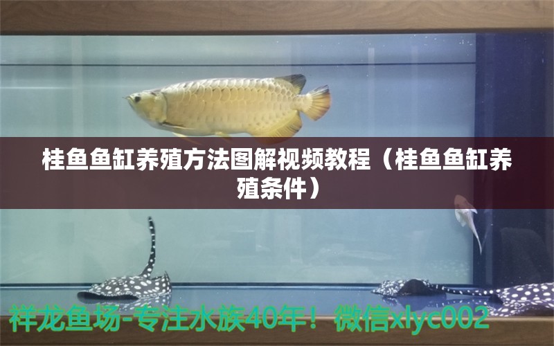 桂魚(yú)魚(yú)缸養(yǎng)殖方法圖解視頻教程（桂魚(yú)魚(yú)缸養(yǎng)殖條件）