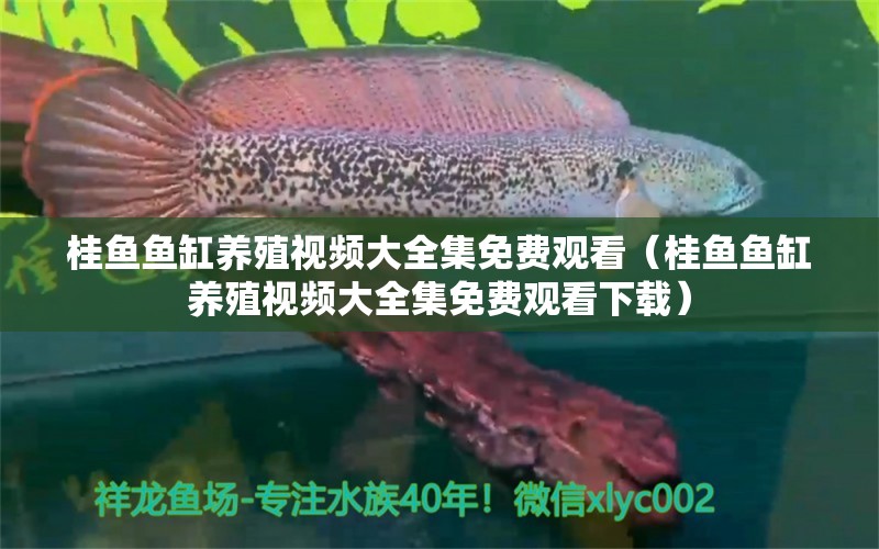 桂魚魚缸養(yǎng)殖視頻大全集免費(fèi)觀看（桂魚魚缸養(yǎng)殖視頻大全集免費(fèi)觀看下載） 祥龍水族醫(yī)院