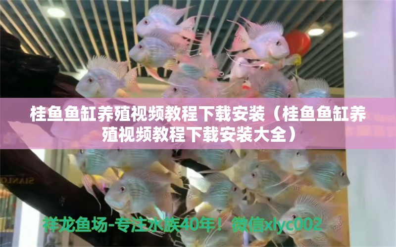 桂魚魚缸養(yǎng)殖視頻教程下載安裝（桂魚魚缸養(yǎng)殖視頻教程下載安裝大全） 魟魚百科