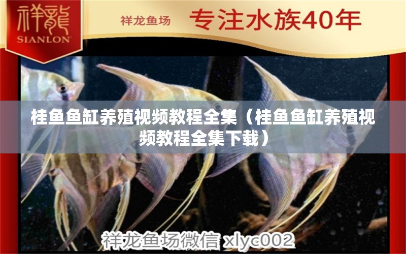 桂魚魚缸養(yǎng)殖視頻教程全集（桂魚魚缸養(yǎng)殖視頻教程全集下載） 申古三間魚