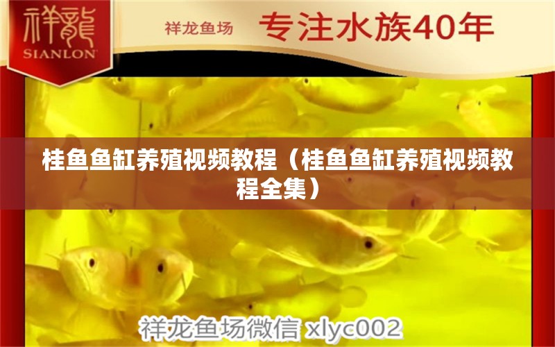 桂魚魚缸養(yǎng)殖視頻教程（桂魚魚缸養(yǎng)殖視頻教程全集） 觀賞魚市場（混養(yǎng)魚）