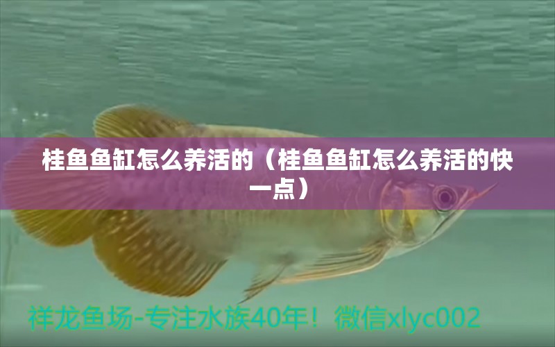 桂魚(yú)魚(yú)缸怎么養(yǎng)活的（桂魚(yú)魚(yú)缸怎么養(yǎng)活的快一點(diǎn)） 野生埃及神仙魚(yú)