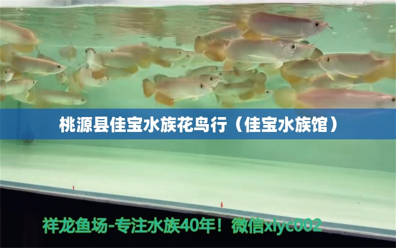 桃源縣佳寶水族花鳥行（佳寶水族館）