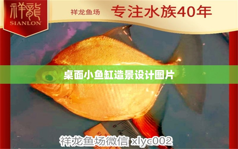 桌面小魚(yú)缸造景設(shè)計(jì)圖片