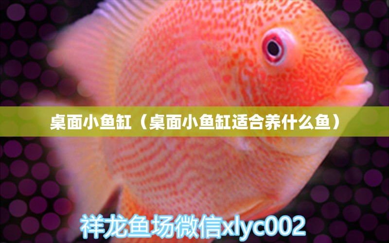 桌面小魚缸（桌面小魚缸適合養(yǎng)什么魚） 觀賞魚市場（混養(yǎng)魚）