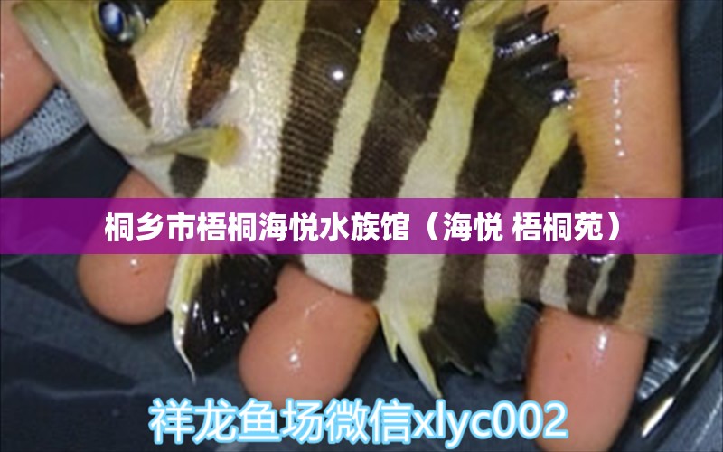 桐鄉(xiāng)市梧桐海悅水族館（海悅 梧桐苑）