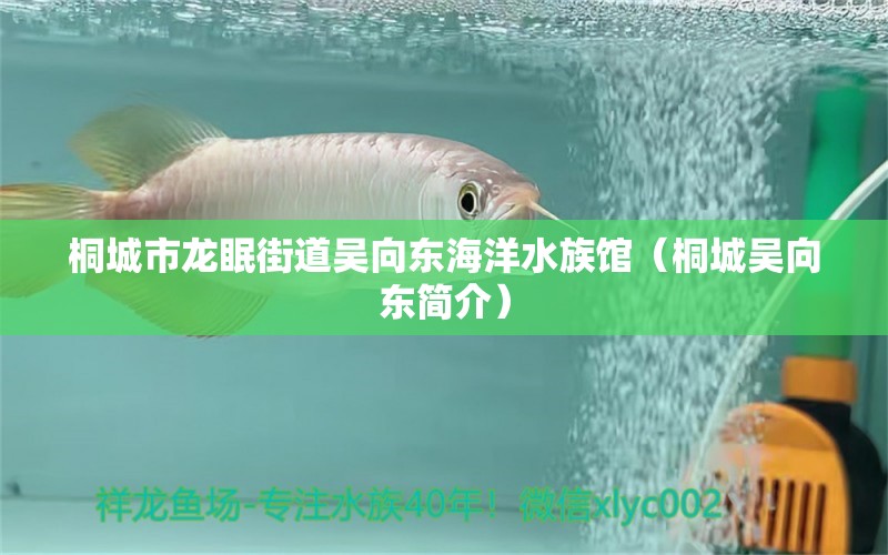 桐城市龍眠街道吳向東海洋水族館（桐城吳向東簡(jiǎn)介）