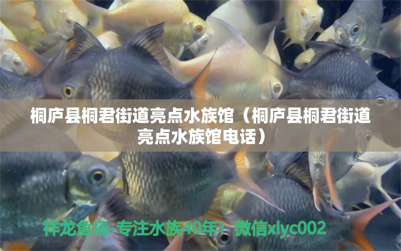 桐廬縣桐君街道亮點水族館（桐廬縣桐君街道亮點水族館電話）