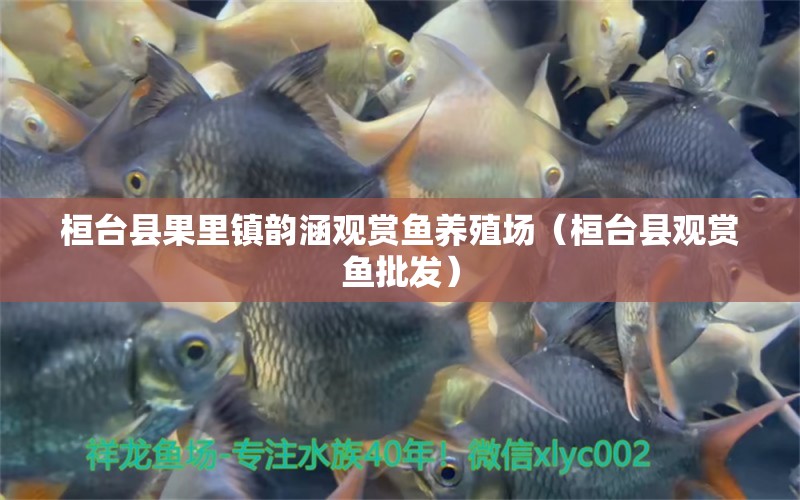 桓臺縣果里鎮(zhèn)韻涵觀賞魚養(yǎng)殖場（桓臺縣觀賞魚批發(fā)）