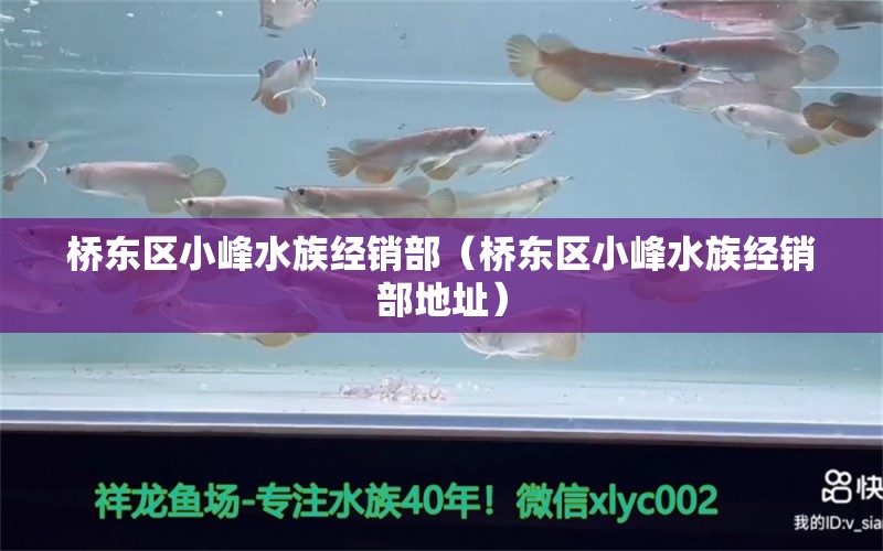 橋東區(qū)小峰水族經(jīng)銷部（橋東區(qū)小峰水族經(jīng)銷部地址）