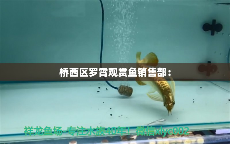 橋西區(qū)羅霄觀賞魚銷售部：