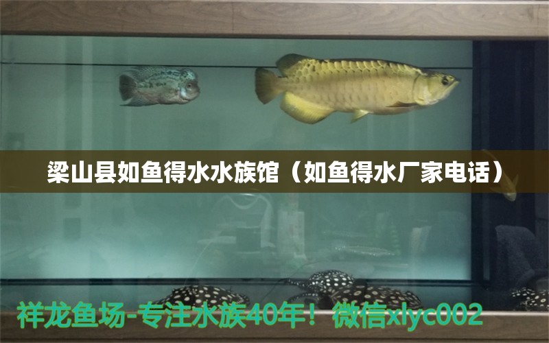 梁山縣如魚得水水族館（如魚得水廠家電話） 全國(guó)水族館企業(yè)名錄