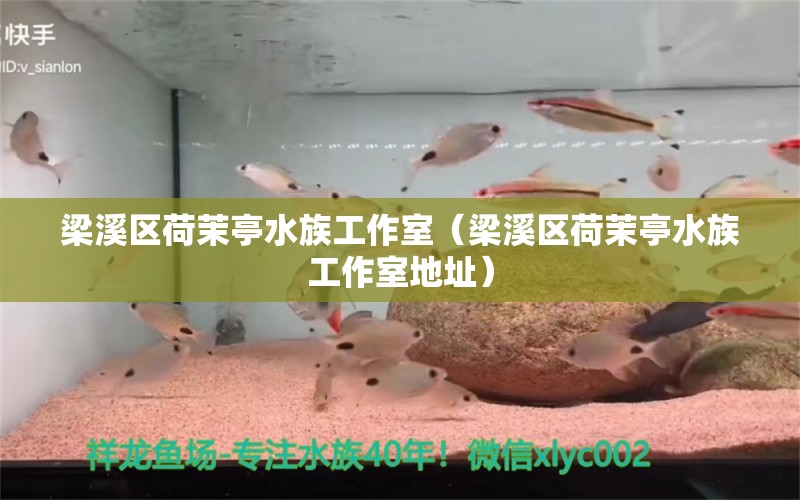 梁溪區(qū)荷茉亭水族工作室（梁溪區(qū)荷茉亭水族工作室地址）