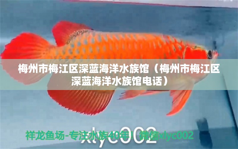 梅州市梅江區(qū)深藍(lán)海洋水族館（梅州市梅江區(qū)深藍(lán)海洋水族館電話） 全國水族館企業(yè)名錄