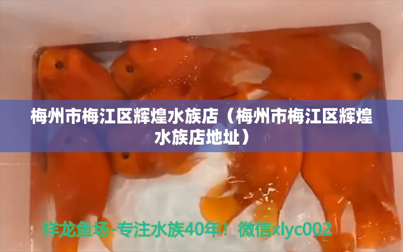 梅州市梅江區(qū)輝煌水族店（梅州市梅江區(qū)輝煌水族店地址） 全國水族館企業(yè)名錄