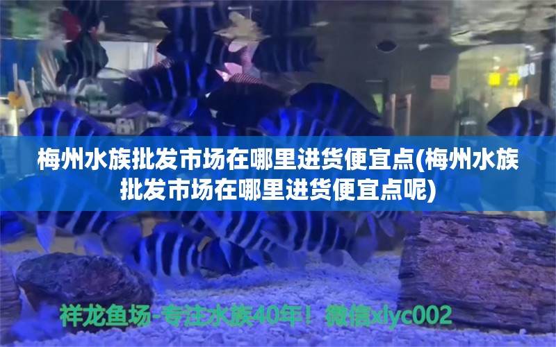 梅州水族批發(fā)市場(chǎng)在哪里進(jìn)貨便宜點(diǎn)(梅州水族批發(fā)市場(chǎng)在哪里進(jìn)貨便宜點(diǎn)呢) 觀賞魚水族批發(fā)市場(chǎng)