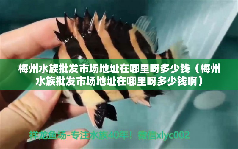 梅州水族批發(fā)市場地址在哪里呀多少錢（梅州水族批發(fā)市場地址在哪里呀多少錢?。? title=