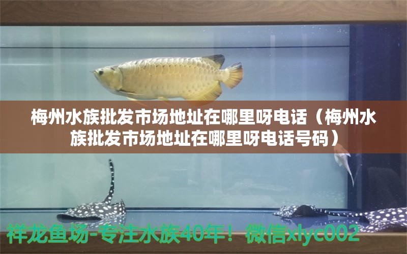 梅州水族批發(fā)市場地址在哪里呀電話（梅州水族批發(fā)市場地址在哪里呀電話號碼）