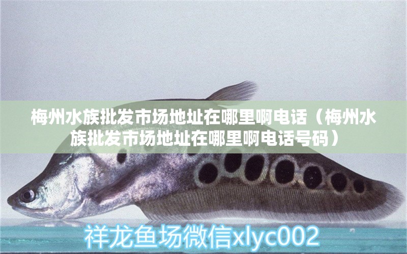 梅州水族批發(fā)市場地址在哪里啊電話（梅州水族批發(fā)市場地址在哪里啊電話號碼）