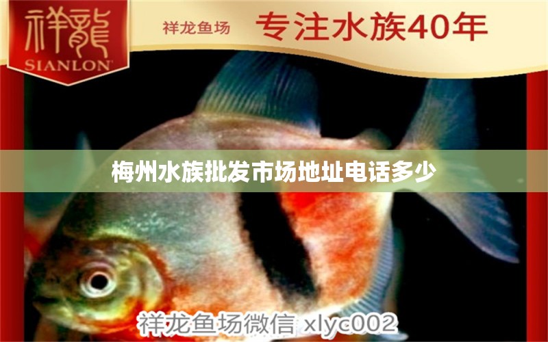 梅州水族批發(fā)市場(chǎng)地址電話多少 觀賞魚(yú)水族批發(fā)市場(chǎng)