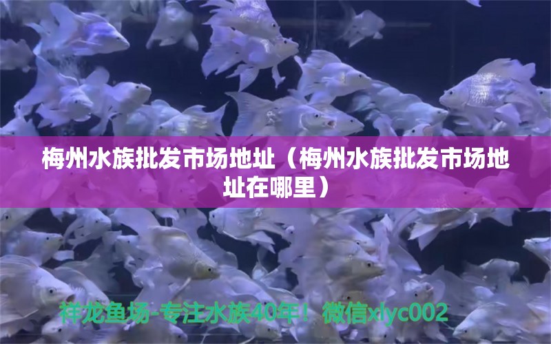 梅州水族批發(fā)市場(chǎng)地址（梅州水族批發(fā)市場(chǎng)地址在哪里） 赤元素