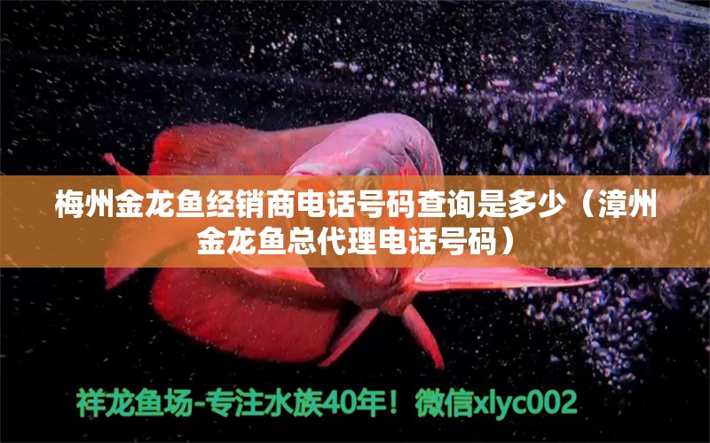 梅州金龍魚經(jīng)銷商電話號碼查詢是多少（漳州金龍魚總代理電話號碼）