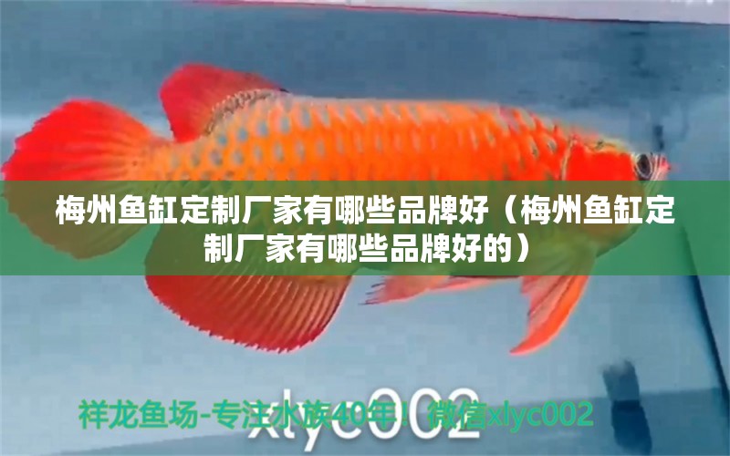 梅州魚缸定制廠家有哪些品牌好（梅州魚缸定制廠家有哪些品牌好的）