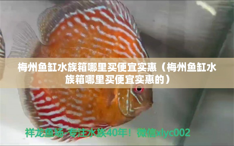 梅州魚缸水族箱哪里買便宜實(shí)惠（梅州魚缸水族箱哪里買便宜實(shí)惠的）