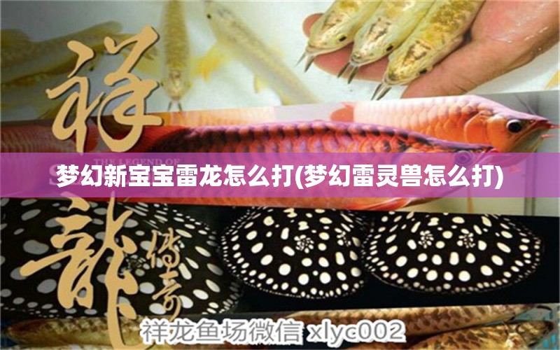 夢(mèng)幻新寶寶雷龍?jiān)趺创?夢(mèng)幻雷靈獸怎么打) 女王大帆魚