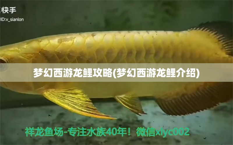 夢幻西游龍鯉攻略(夢幻西游龍鯉介紹) 哥倫比亞巨暴魚苗