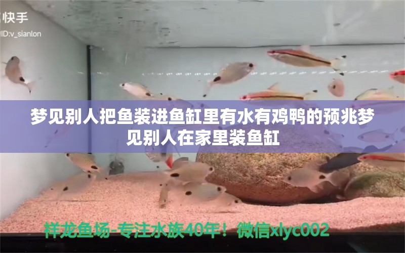 夢見別人把魚裝進魚缸里有水有雞鴨的預(yù)兆夢見別人在家里裝魚缸 養(yǎng)魚知識