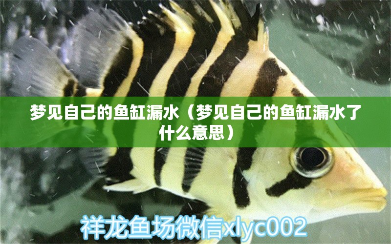 夢見自己的魚缸漏水（夢見自己的魚缸漏水了什么意思） 眼斑魚