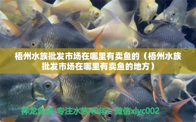 梧州水族批發(fā)市場(chǎng)在哪里有賣(mài)魚(yú)的（梧州水族批發(fā)市場(chǎng)在哪里有賣(mài)魚(yú)的地方）