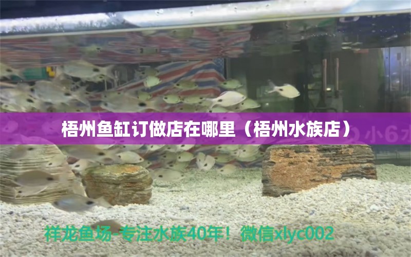 梧州魚缸訂做店在哪里（梧州水族店）