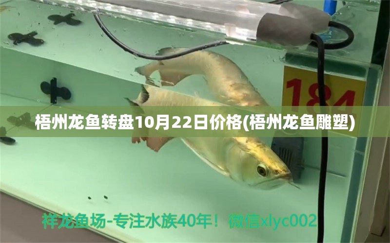 梧州龍魚轉(zhuǎn)盤10月22日價(jià)格(梧州龍魚雕塑)