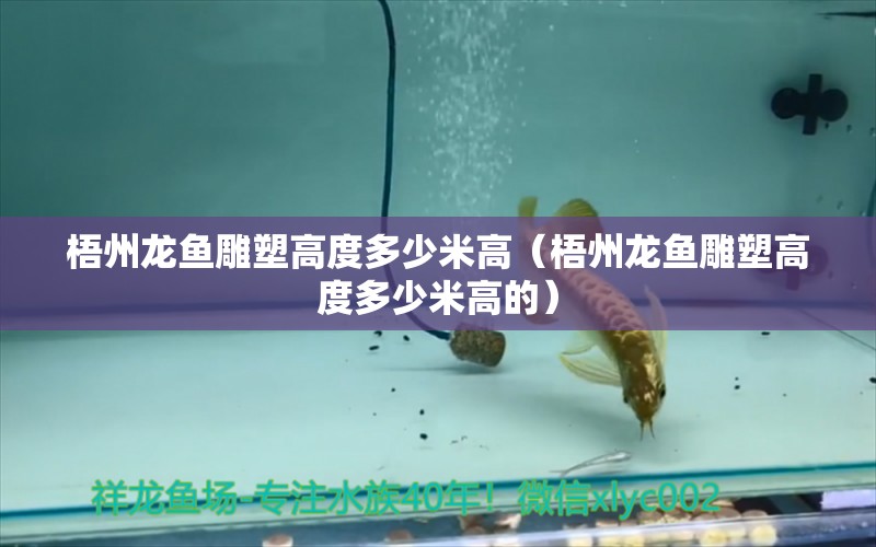 梧州龍魚雕塑高度多少米高（梧州龍魚雕塑高度多少米高的）