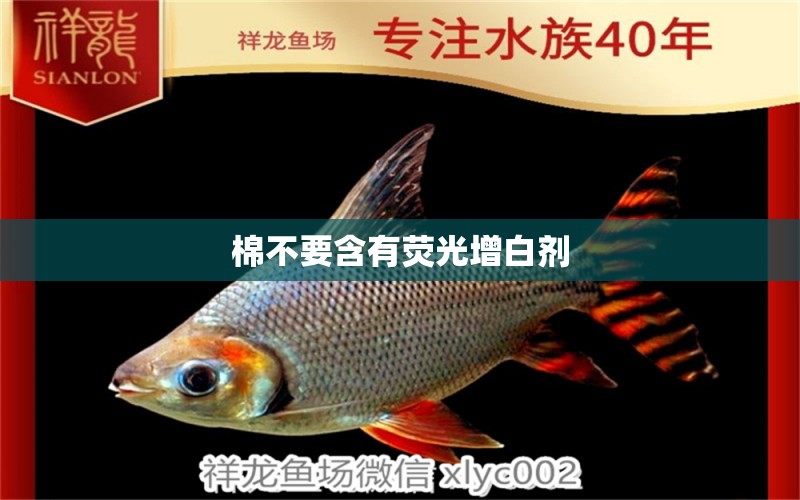 棉不要含有熒光增白劑 圖騰金龍魚