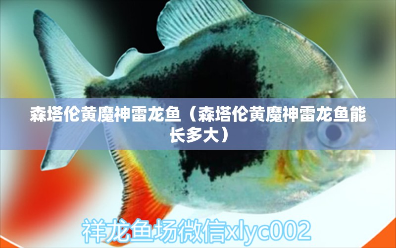 森塔倫黃魔神雷龍魚（森塔倫黃魔神雷龍魚能長多大）