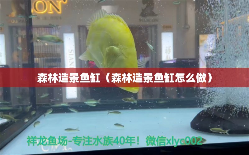 森林造景魚缸（森林造景魚缸怎么做） 銀龍魚苗