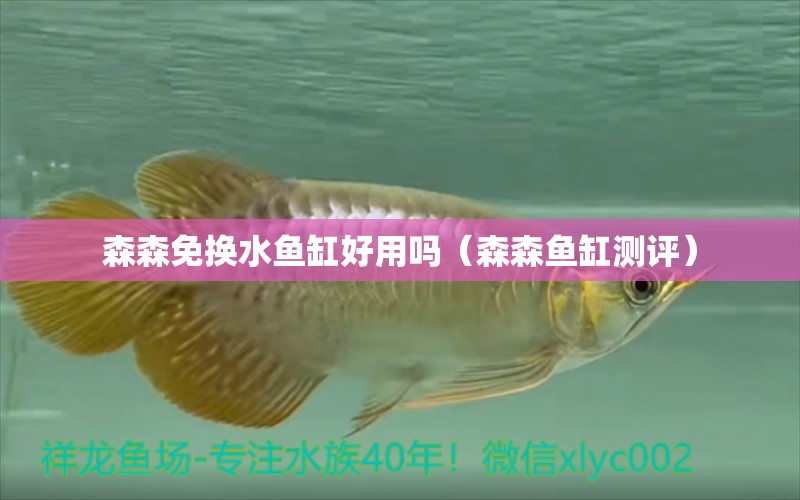 森森免換水魚缸好用嗎（森森魚缸測(cè)評(píng)）