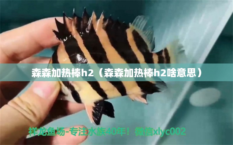 森森加熱棒h2（森森加熱棒h2啥意思） 森森魚缸