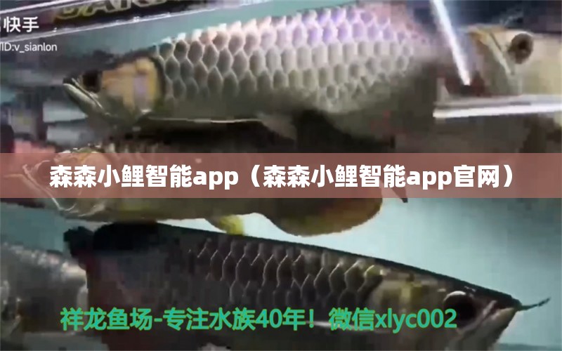 森森小鯉智能app（森森小鯉智能app官網(wǎng)）