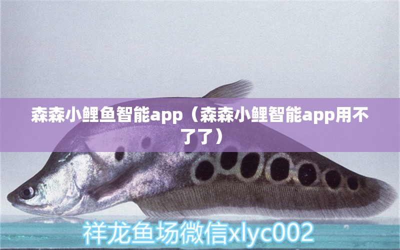 森森小鯉魚智能app（森森小鯉智能app用不了了）