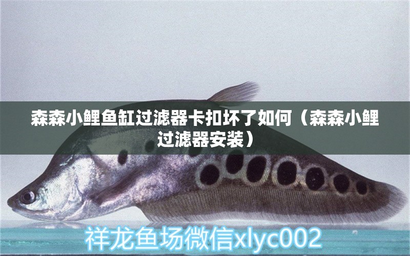 森森小鯉魚缸過濾器卡扣壞了如何（森森小鯉過濾器安裝） 森森魚缸