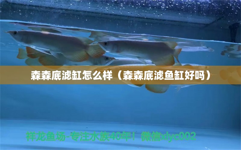 森森底濾缸怎么樣（森森底濾魚缸好嗎） 森森魚缸