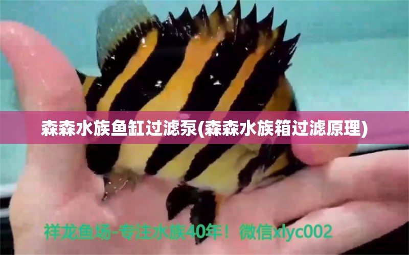 森森水族魚缸過濾泵(森森水族箱過濾原理) 魚缸/水族箱